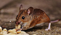 24 Hour & Emergency Exterminators in La Vergne, TN